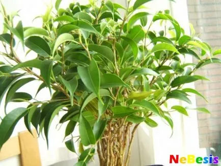 Money Tree feng shui