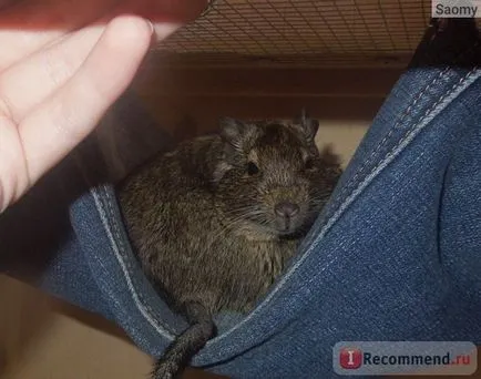 Degu - „animal amuzant, dar nu este potrivit pentru toată lumea