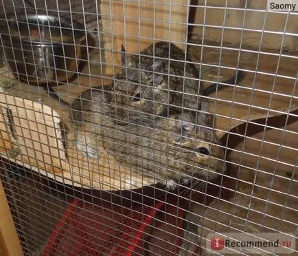 Degu - „animal amuzant, dar nu este potrivit pentru toată lumea