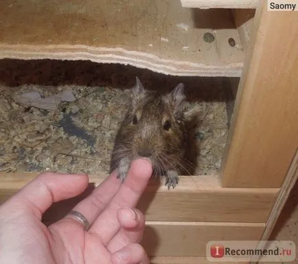 Degu - „animal amuzant, dar nu este potrivit pentru toată lumea