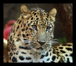 Vadmacska leopárd - Panthera nembe - jelképe a bátorság és a vakmerőség, városi macskák