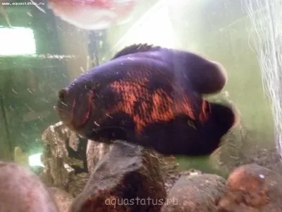 combaterea Astronotus