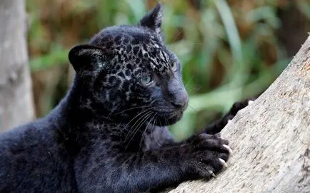 Vadmacska leopárd - Panthera nembe - jelképe a bátorság és a vakmerőség, városi macskák