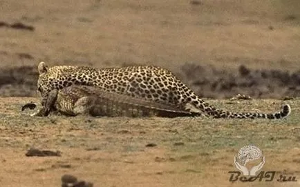 pisica leopard Wild - Panthera genul - un simbol al curajului și neînfricarea, pisici oraș