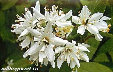 Deutzia храст