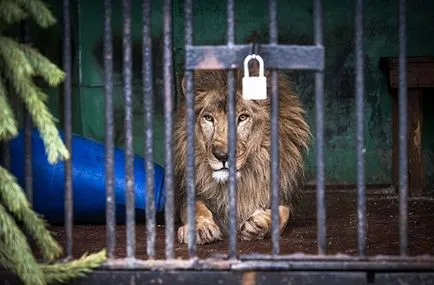 Director al Institutului de Novosibirsk Sistematică și Ecologie Animalelor SB RAS Yuri Litvin