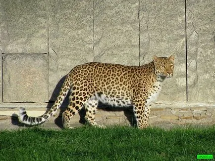 Дива котка леопард - Panthera род - символ на смелост и безстрашие, градските котки