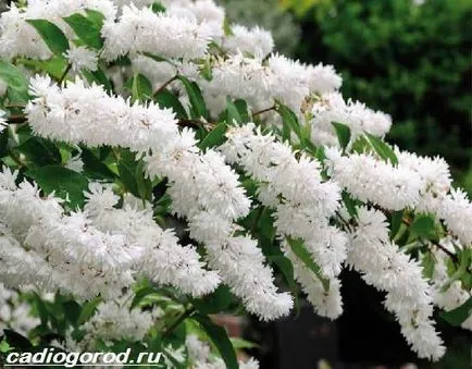 Deutzia cserje