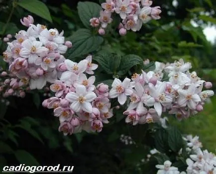 Deutzia arbust