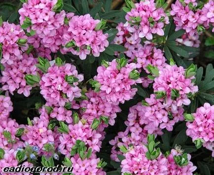 Deutzia arbust