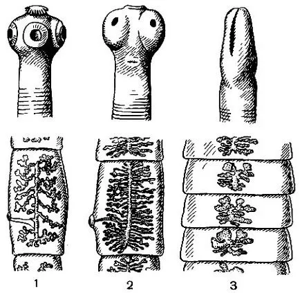 Diphyllobothriasis (тения) - симптоми, диагностика, лечение