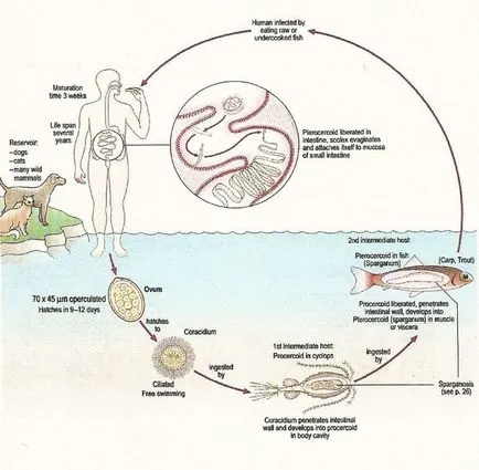 Diphyllobothriasis (тения) - симптоми, диагностика, лечение