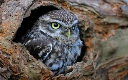 Little Owl - малка сова