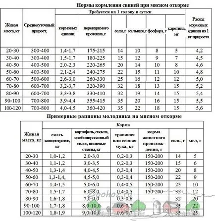 Ефективни прасета за угояване и прасенца у дома