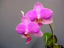 Phalaenopsis - ghid în lumea de orhidee