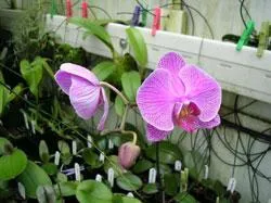 Phalaenopsis - a vezető a világ orchideák
