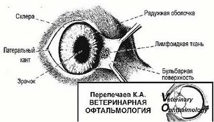 Това е една мистериозна трети клепач