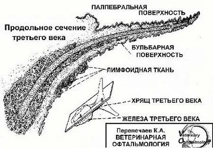 Това е една мистериозна трети клепач