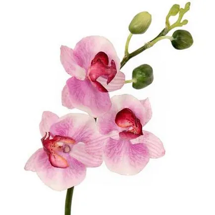 Phalaenopsis - ghid în lumea de orhidee