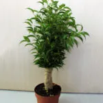 Ficus - ellátás az otthoni népszerű fajok és fajták
