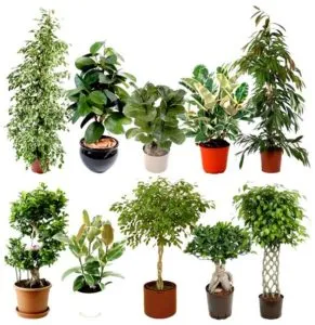 Ficus - грижа в дома за популярните видове и сортове