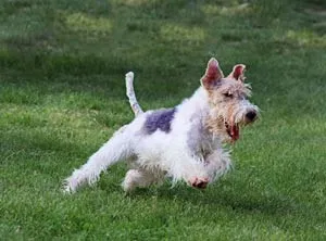 Foxterrier Dog Breed Leírás - kutyám