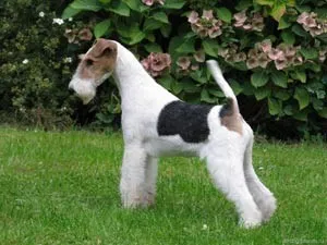 Foxterrier Dog Breed Leírás - kutyám