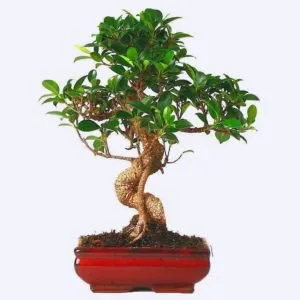 Ficus - грижа в дома за популярните видове и сортове
