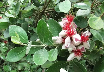 Feijoa (Асса) у дома