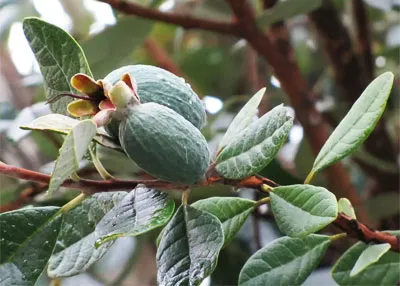 Feijoa (Асса) у дома