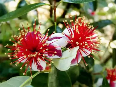 Feijoa (Асса) у дома