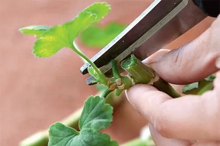 Violet etape de propagare frunze cu fotografii