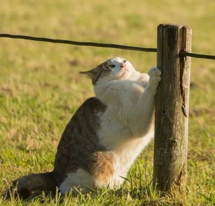 Fotografii de pisici fără stăpân din fotograful japonez Masayuki Oka