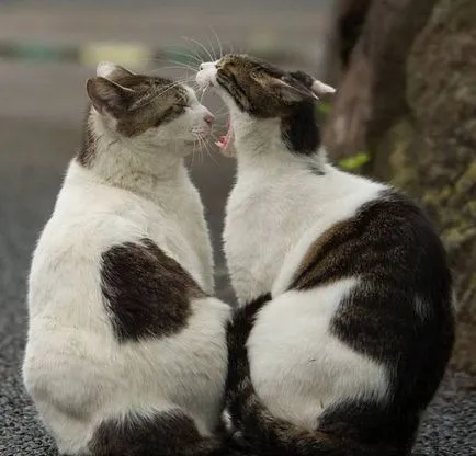 Fényképek a kóbor macskák a japán fotós Masayuki Oka