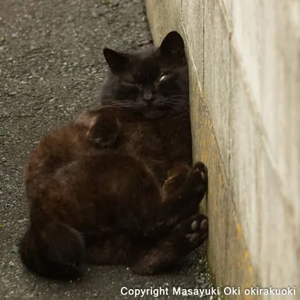 Fényképek a kóbor macskák a japán fotós Masayuki Oka