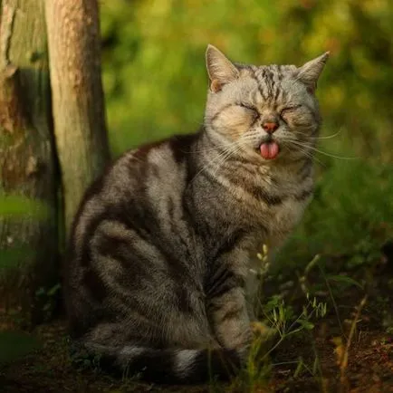 Fotografii de pisici fără stăpân din fotograful japonez Masayuki Oka