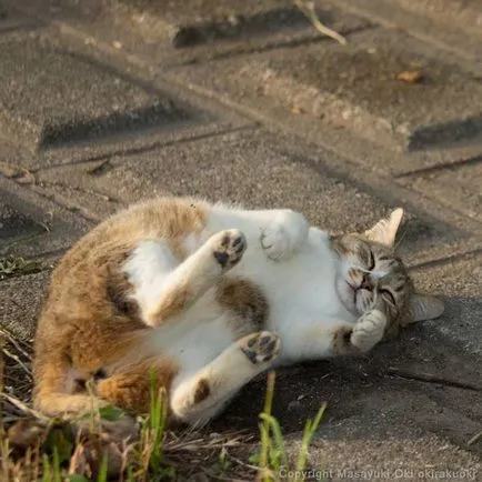 Fotografii de pisici fără stăpân din fotograful japonez Masayuki Oka