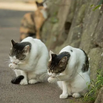 Fotografii de pisici fără stăpân din fotograful japonez Masayuki Oka