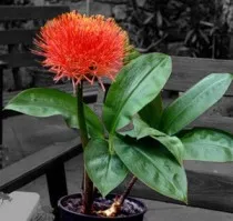 Haemanthus - îngrijirea plantelor la domiciliu