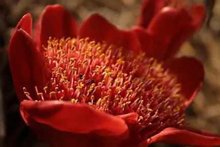 Haemanthus de îngrijire la domiciliu, transplantare, înflorire, fotografie