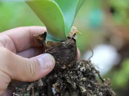 Haemanthus грижи у дома, какво да правя, ако не процъфтява видове (включително belotsvetkovy) и