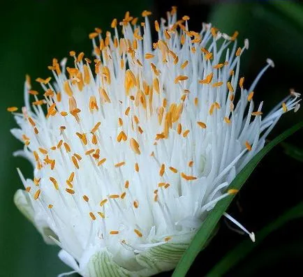 Haemanthus de îngrijire la domiciliu, transplantare, înflorire, fotografie