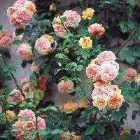 Купи рози, розови насаждения в Казан ниска цена, снимка