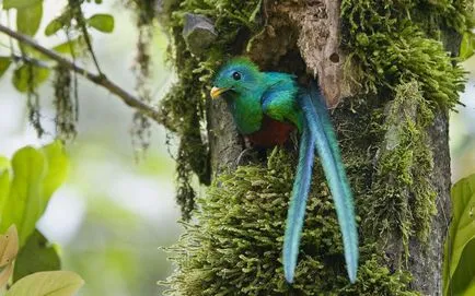 Quetzal vagy szuruku