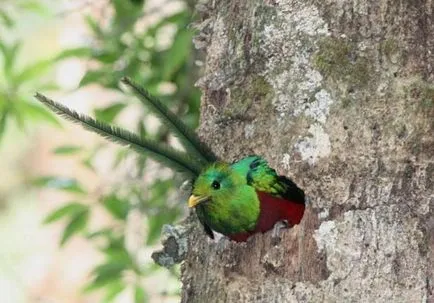 Sau resplendent Quetzal Quetzal (latină: