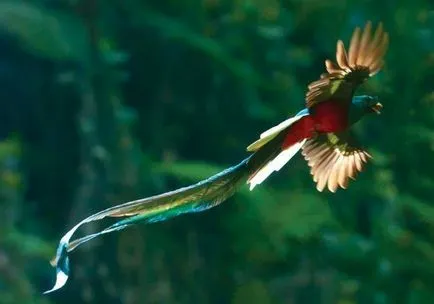 Quetzal vagy szuruku