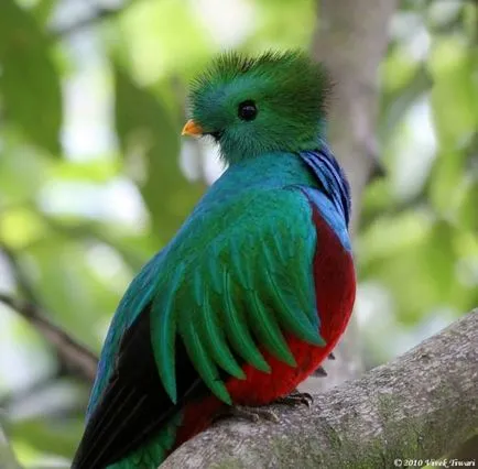 Sau resplendent Quetzal Quetzal (latină: