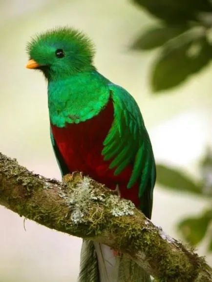 Sau resplendent Quetzal Quetzal (latină: