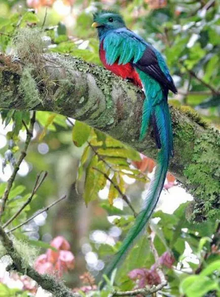 Sau resplendent Quetzal Quetzal (latină: