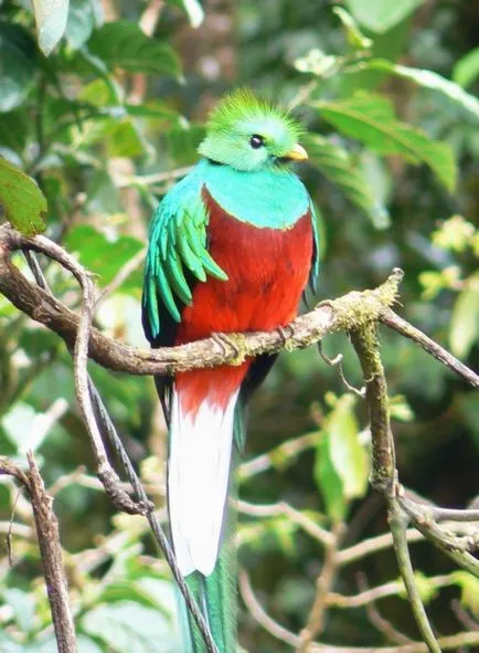 Quetzal vagy szuruku